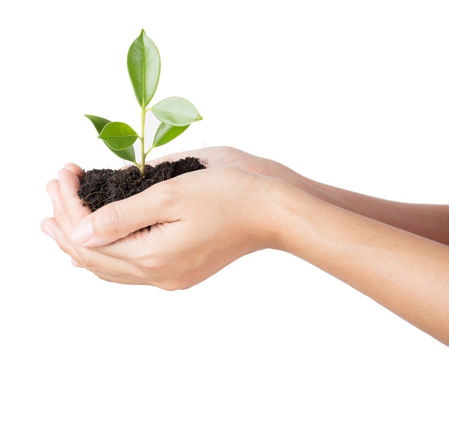Hands holding a young plant